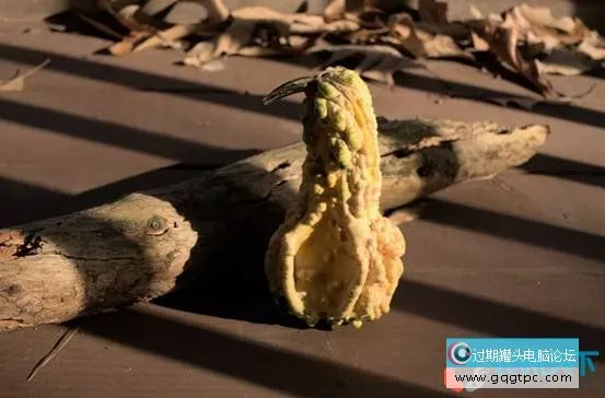 RAW和JPEG的优缺点是什么？（RAW和JPEG有何不同？）